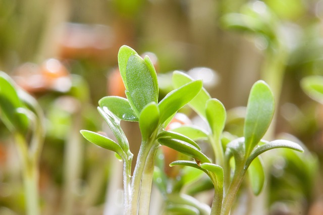 Zlepšit své zdraví můžete i s biomiskou na klíčení semen